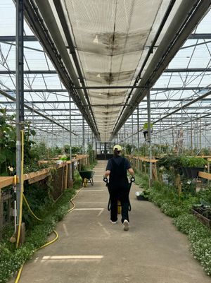 The greenhouse