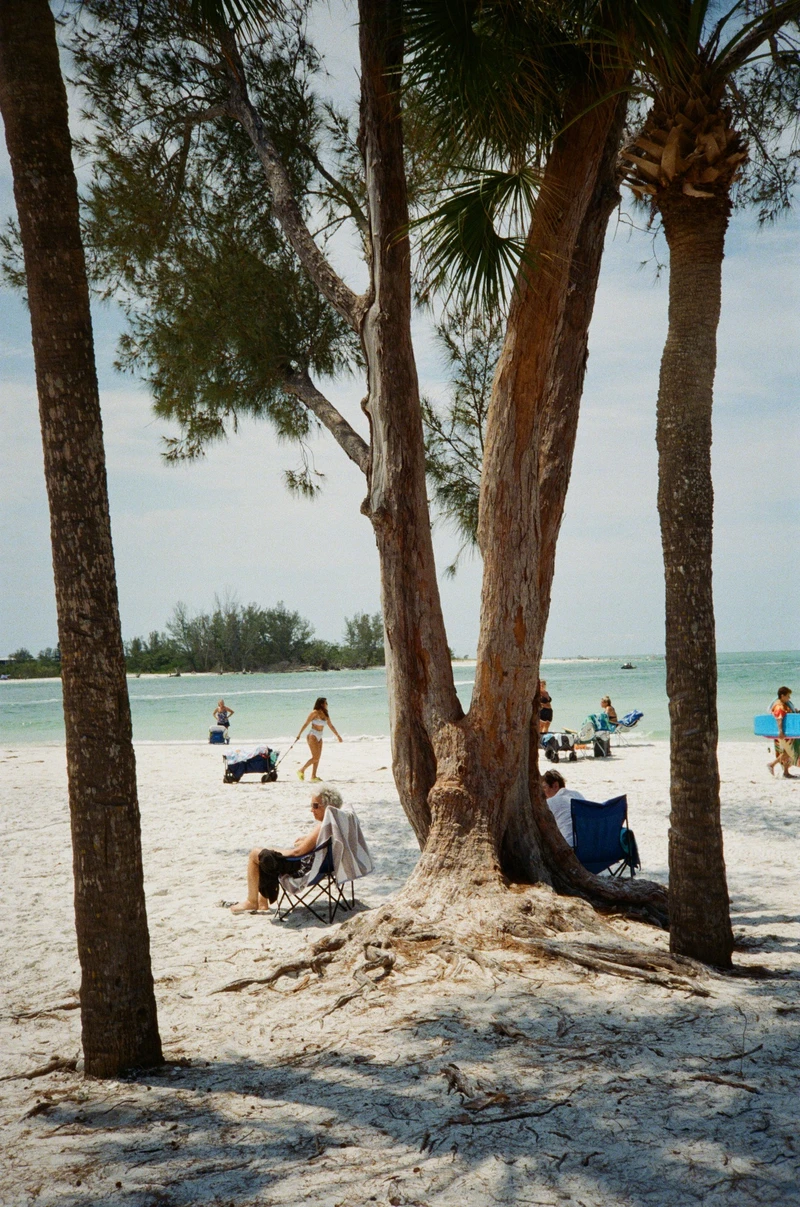 Beachgoers in folding chairs in the shade of a clump of pines and a palm, pale sand and turquoise water beyond.