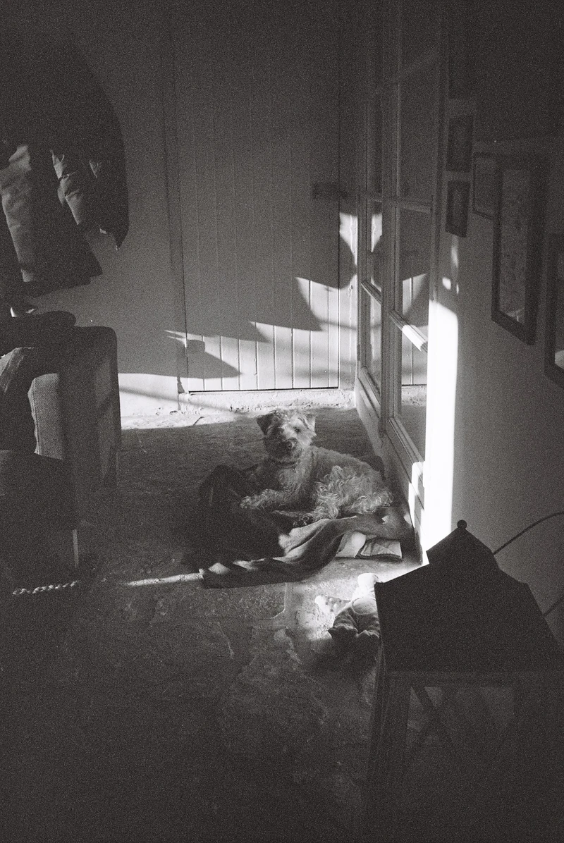 Black and white: a scruffy dog lying on a blanket in a patch of sunlight from a glazed door.