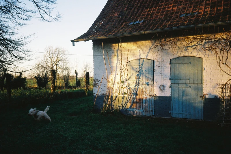 Low sun on a whitewashed farm building with two pale blue doors, a white dog running across the grass.