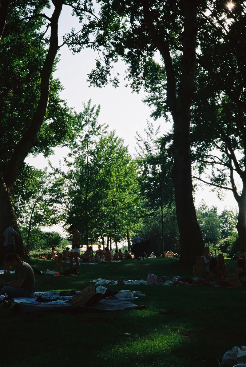 People spread out on the grass under tall trees in a park, late afternoon sun behind them.