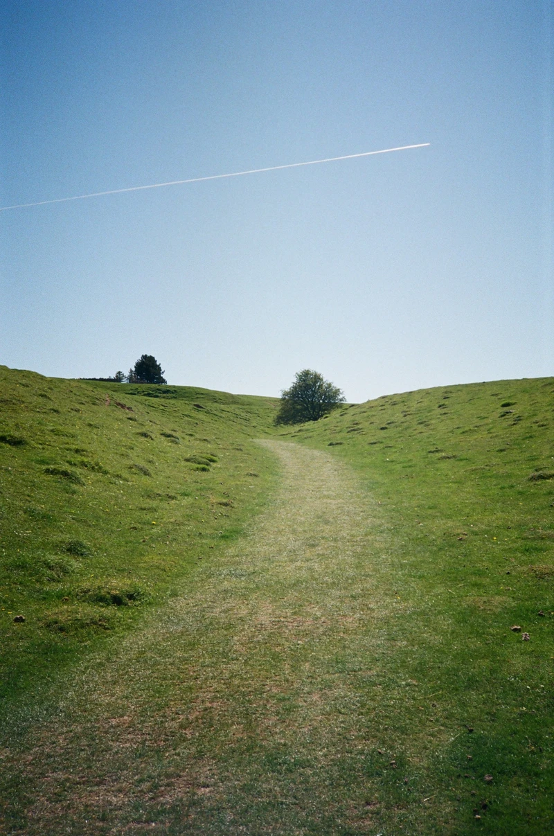 A mown grass path rising between two green banks to a lone tree, a contrail across the sky.