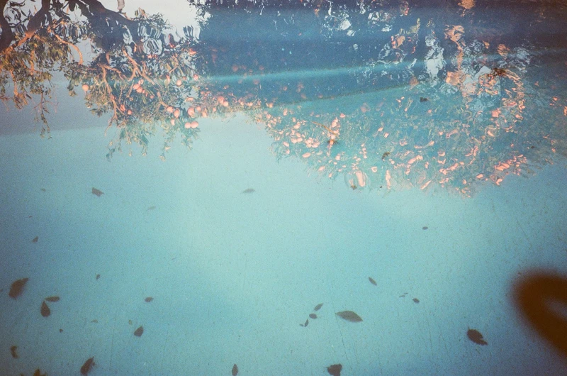 Leaves on the floor of a pale blue pool, an orange tree reflected in the surface above.