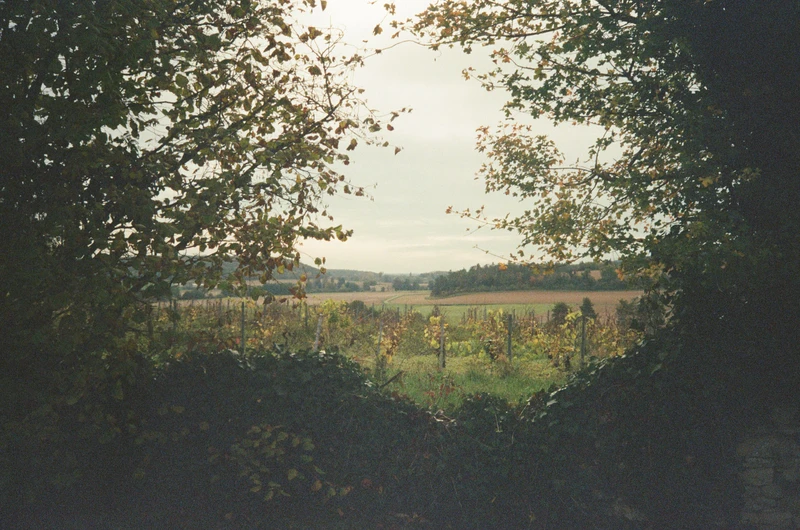 A gap in a hedge looking out over rows of vines, with fields and low hills beyond.